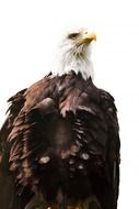 Clipart of eagle american bird