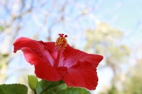 closeup photo of red hibiscus flower at sky