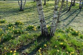 birch park nature green Yellow spring plants