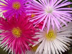 colorful flowers in a bouquet