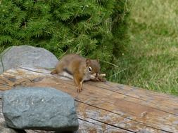 Squirrel on a wooden bench