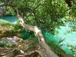 tree above the azure lake