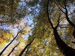 treetops in the autumn forest