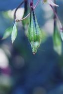 plant on blurred background close up