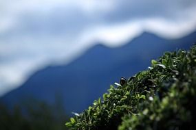 mountain shrub