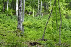 Bright green forest wood trees