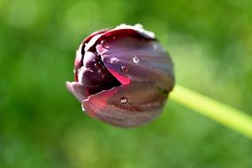 Close-up of the violet flower with the raindrops