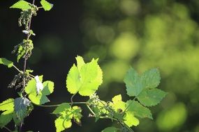 autumn green leaves