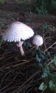toadstool among the dry leaves