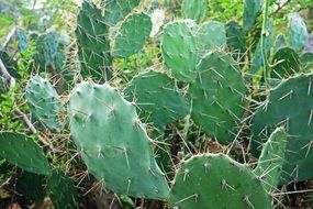 green prickly cactus plants