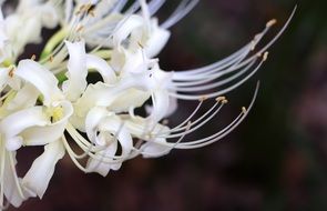 white flowers on a blurred background