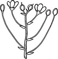 flowers and buds on plant, abstract illustration