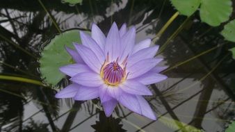 heavenly water lily blossom