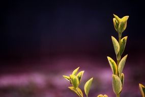 plant with green leaves closeup