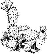 cactus flower plant drawing