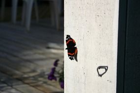 dark butterfly on a white wall