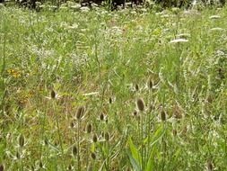 Picture of wildflowers in a field