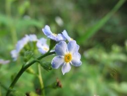 green garden flower