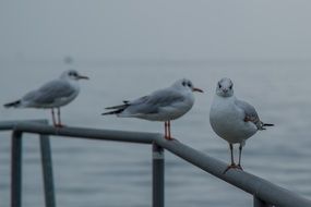 three seagulls sit on the floor