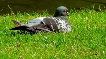 dove bird in a meadow