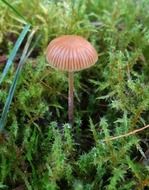 mushroom on a thin leg in mosses