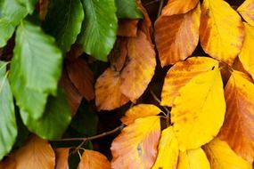 picture of the brown and yellow and green leaves