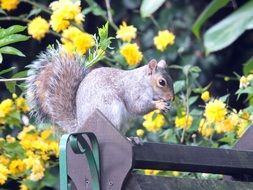 cute grey squirrel on a blurred background