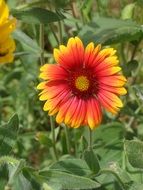 Gaillardia, Blanket Flower close up