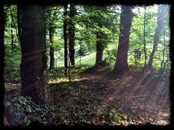 Sun rays near the forest trees