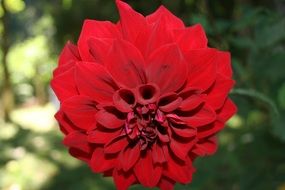 red dahlia flower in the garden