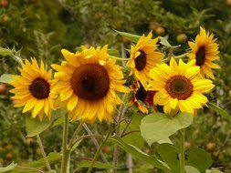 sunflowers on a background of nature