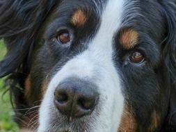 Picture of the bernese mountain dog