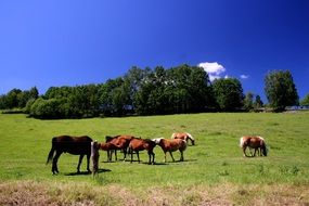 Beautiful and cute horses on the mountains