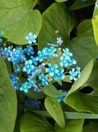 forget-me-nots as a flowers of unusual color