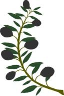 graphic image of olive branch