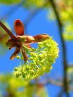 maple flower on tree in spring