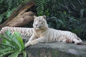 singapore white tiger in zoo