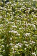 Beautiful buckwheat plant with white flowers on the field