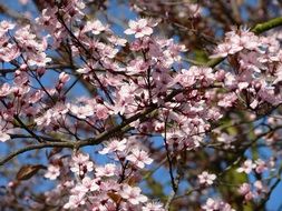blooming apple tree in the Netherlands