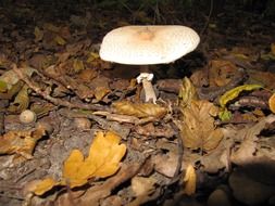 mushroom in dry leaves