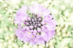 purple inflorescence of primrose, top view