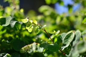 green leaves of a bush in spring