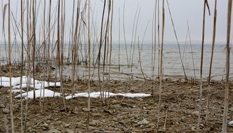 water bank reed winter nature swamp