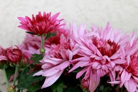 bouquet of pink chrysanthemums