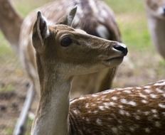 spotted doe in a wildlife park