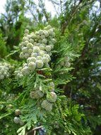 Seeds of thujasamen close up