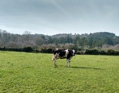 cow on a grass