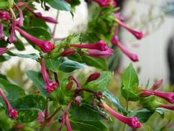 wonderful pink nature