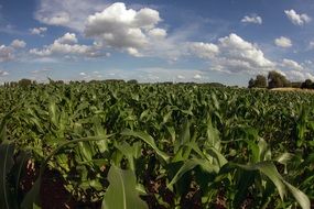 clouds field landscape summer sky