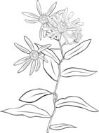 Black and white drawing of the aster clipart
